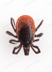 tick-lyme-disease-1